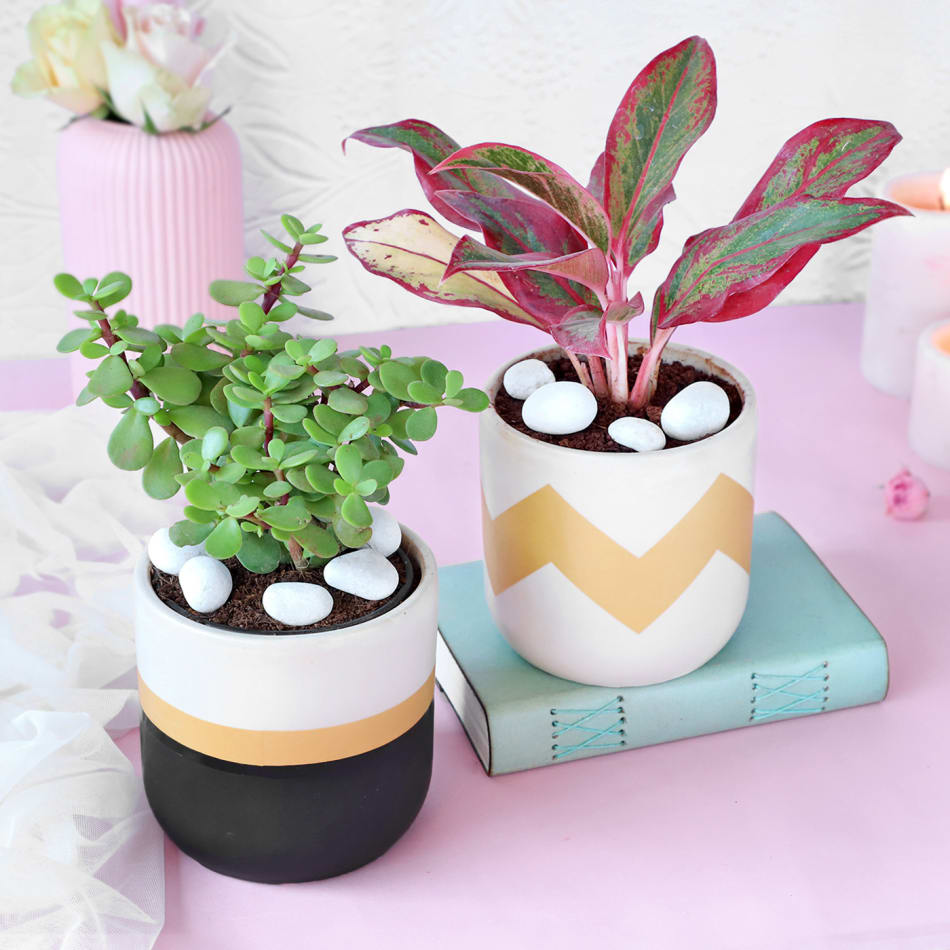 Gift Fresh Live Plants Online India | Home Decore Gift Ideas