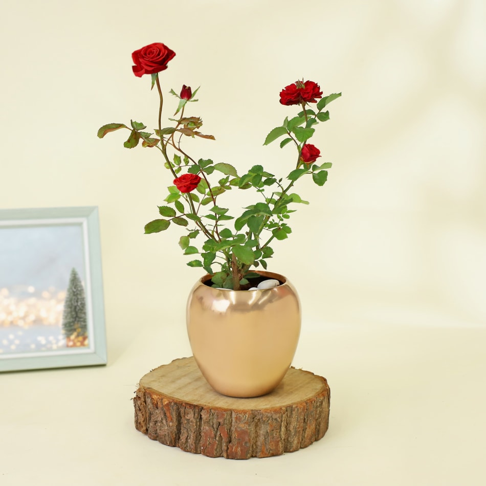 IFG's Beautiful Roses in Vase | 10 Mixed Rose in Vase, Fresh Flowers Same  Day Delivery | Send this Flower Gift for Birthday, Anniversary, Valentine's  Day and Mother's Day Gifts : Amazon.in: