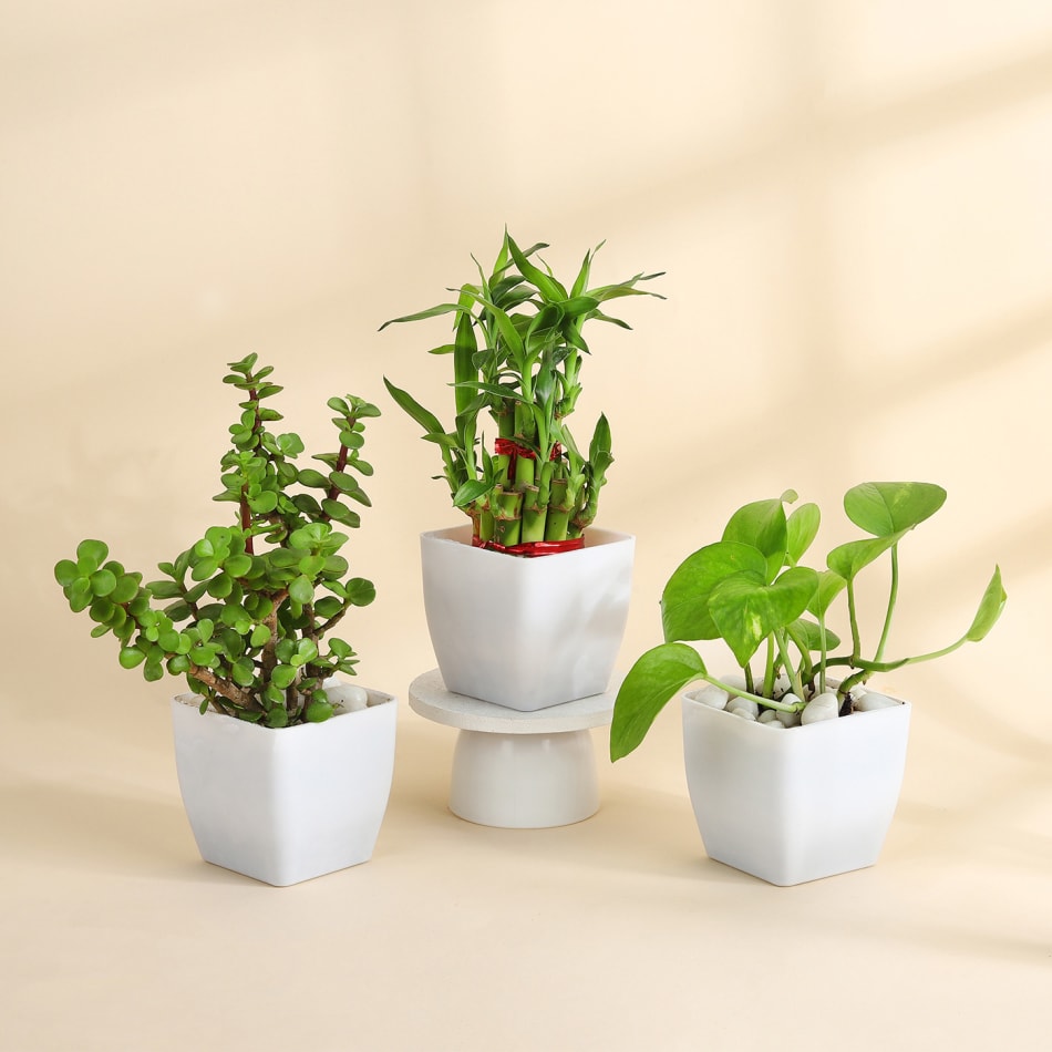 Indoor Plant Trellis – Mid Century Modern Design – Plant Décor & Gifts –  Leaf & Node