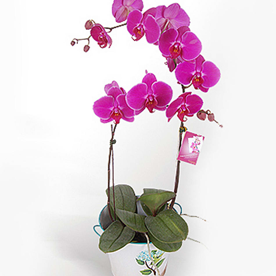 WHITE PHALAENOPSIS POTTED ORCHID FRESH LIVE ORCHID | IGP