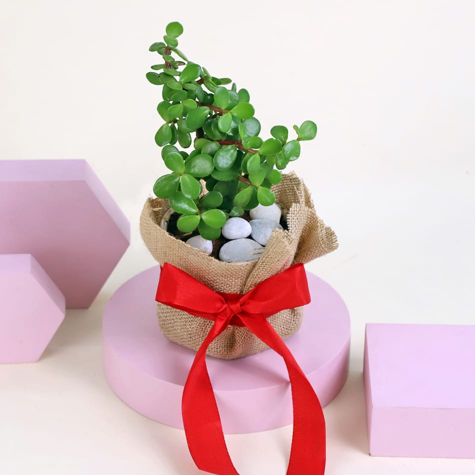 Blooming Love: Valentine's Day Plant Gift Guide - Alsip Home & Nursery