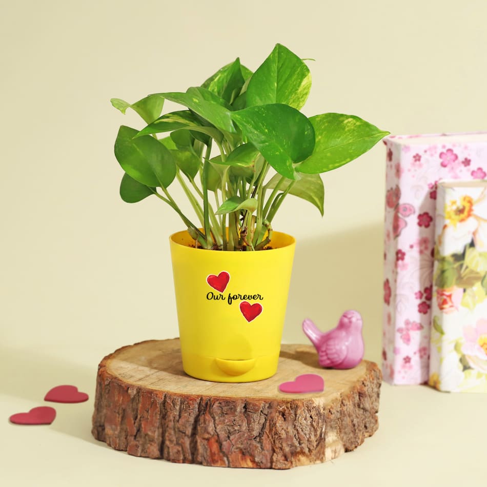 Ficus Compacta Plant In Happy Birthday Vase