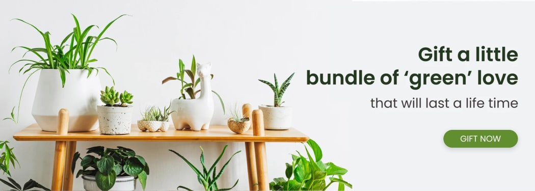 All Plants