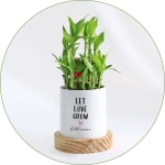Bamboo Plant
