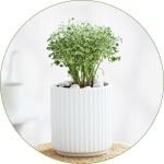 House Plants