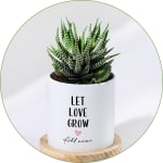 Succulent