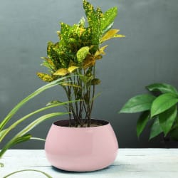 Wedding Gifts For Sister Marriage Gifts For Sister Igp Com