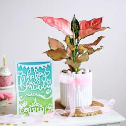 Pink Wishes