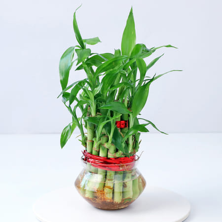 2 Layered Bamboo Plant (Mild Sunlight/Less Water)