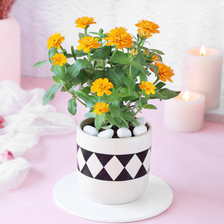 A Zinnia Tale