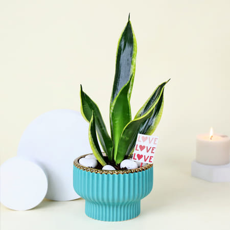 Adorable Snake Superba Plant with Green Vase-picture-20