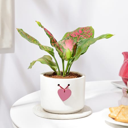 Aglaonema Pink Beauty In Heart Knot Pot-picture-36