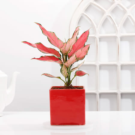 Aglaonema Pink Plant With Red Planter