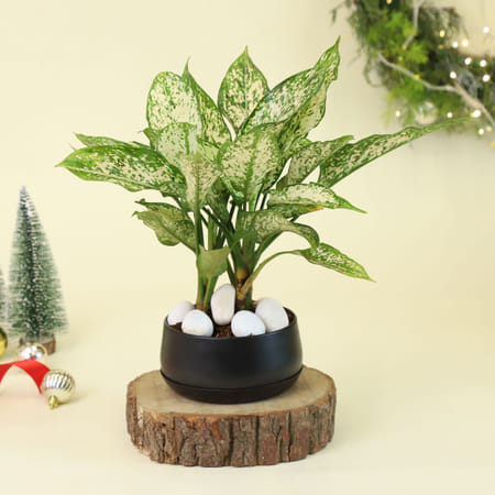 Aglaonema Snow White Plant-image-49