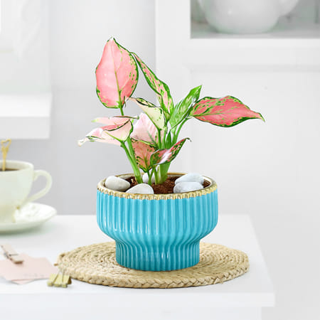 Aglaonema Wishes-image-33
