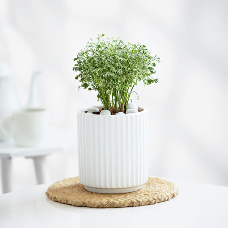 Aralia Plant In Ribbed White Planter-image-39