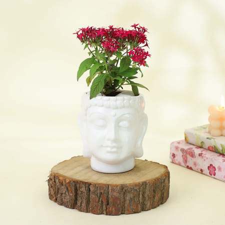 Beautiful Pentas Red Plant-picture-23