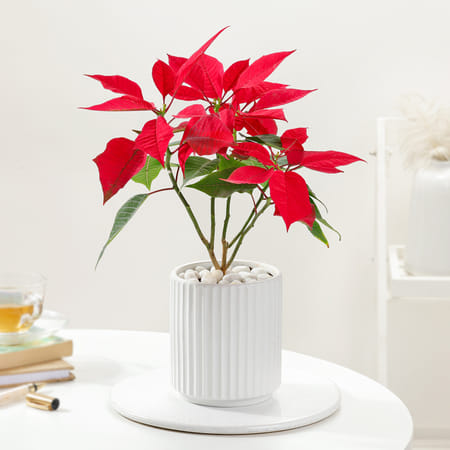 Blooming Red Poinsettia And Ceramic Pot-image-7