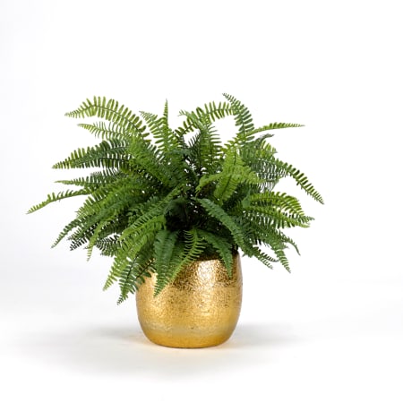 Boston Ferns (Bunch of 80)