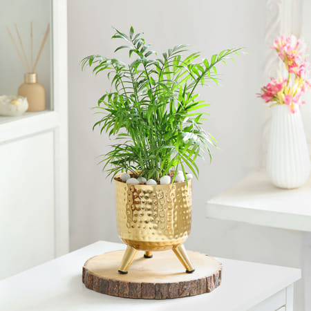 Calm & Gold-picture-21