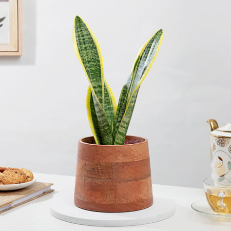 Captivating Snake Superba Plant And Wooden Planter-picture-23