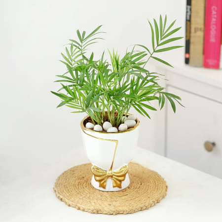 Chamaedorea Plant In Golden Bow Planter-picture-26