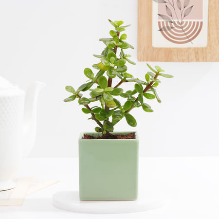 Charming Jade Plant With Green Ceramic Planter-picture-30