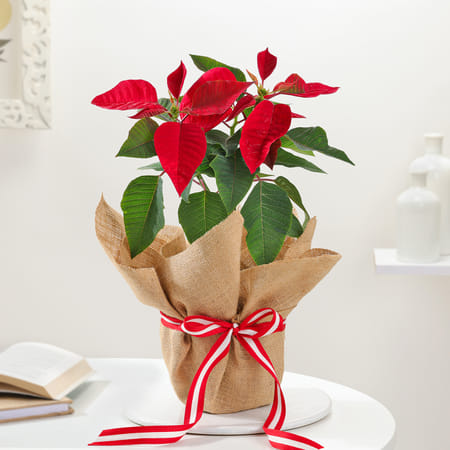 Charming Red Poinsettia And Jute Planter-image-6