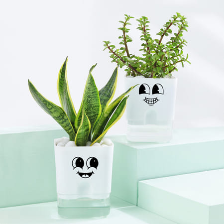 Cheerful Jade And Snake Plant Combo In Smiley Planters-picture-30