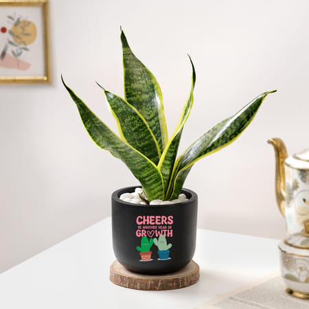 Cheers For Growth - Snake Plant In Black Planter-picture-23