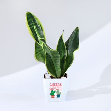 Cheers To Another Year Of Growth Snake Plant-picture-45