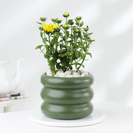 Chrysanthemum Plant With Ceramic Green Planter-image-1