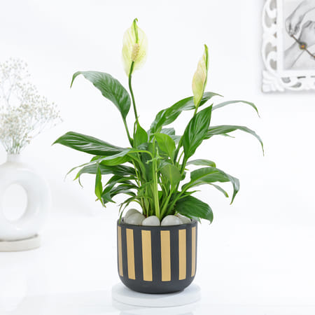 Classic Black And Gold Striped Planter With Peace Lily-picture-18