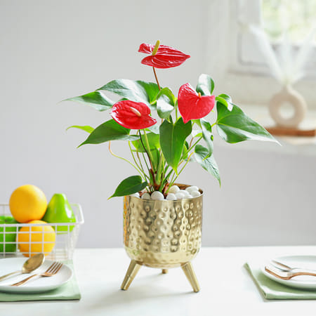 Crimson Anthurium-picture-36