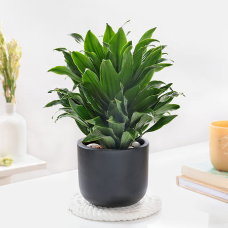 Dracaena Compacta And Midnight Terracotta Pot-image-8