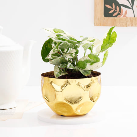 Elegant Gold Hammered Planter With White Pothos Plant-image-6