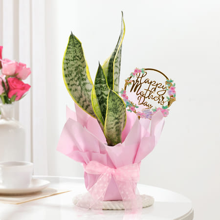 Elegant Mother's Day Snake Plant Gift-image-16
