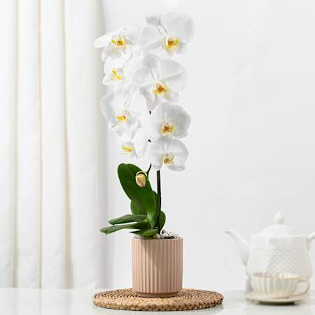 Elegant Orchid In Coffee Planter