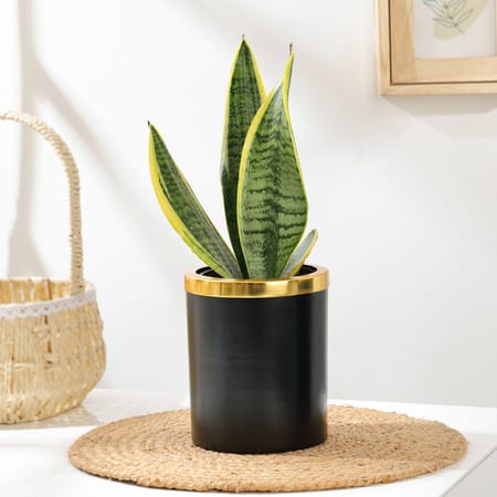 Elegant Snake Plant In Black And Gold Pot-picture-21