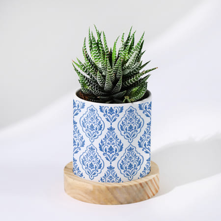 Enchanting Grace - Haworthia Succulent With Pot-picture-25