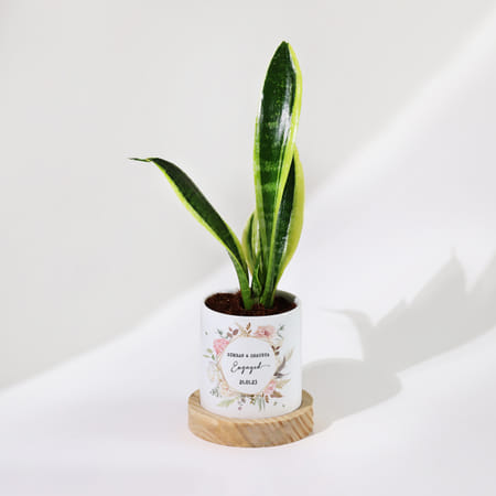 Eternal Evergreen - Snake Plant With Pot - Personalized-picture-42