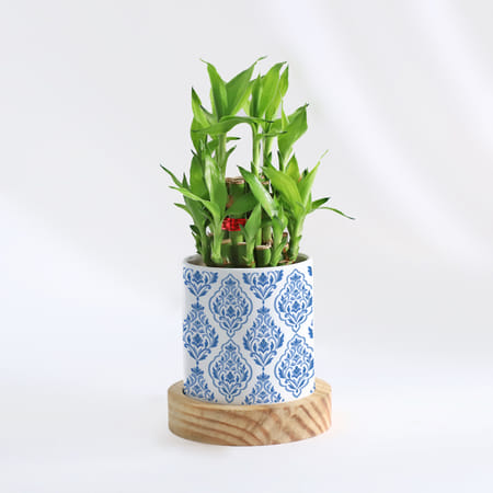 Evergreen - 2 Layer Bamboo Plant With Pot-picture-19