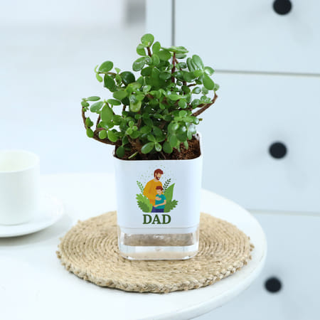 Father's Day Jade Plant In Self Watering Planter-picture-26