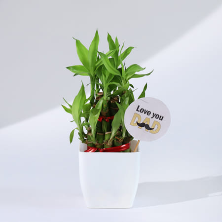 Father's Day Love You Dad Bamboo Plant With Planter-picture-46