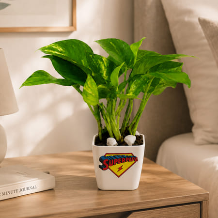 Father's Day Love You Dad Money Plant With Planter-picture-45