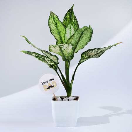 Father's Day Love You Dad Snow White Plant With Planter-picture-26