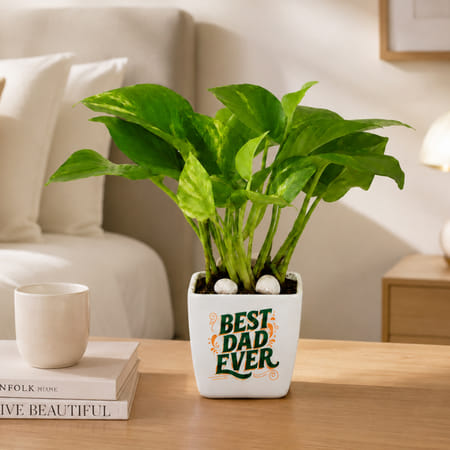Father's Day Money Plant In Blossom Planter-picture-34