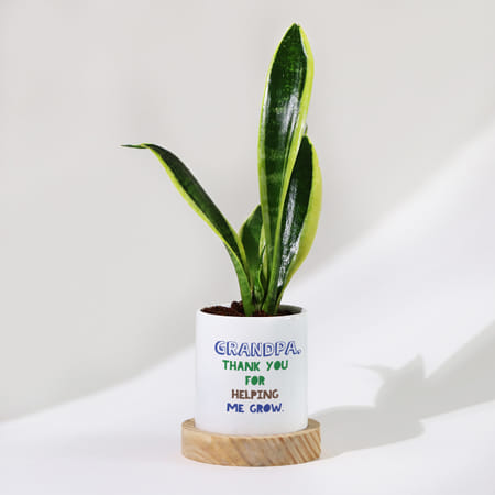 Father's Day Snake Plant In Ceramic Pot For Grandpa-picture-27