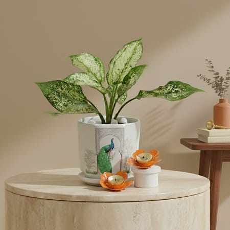 festive greenery diwali gift combo