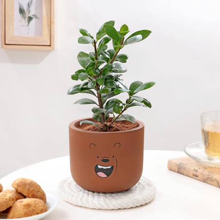 Ficus Compacta In Teddy Terracotta Pot-image-9